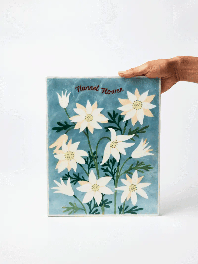 Jones and co I Flannel Flower
