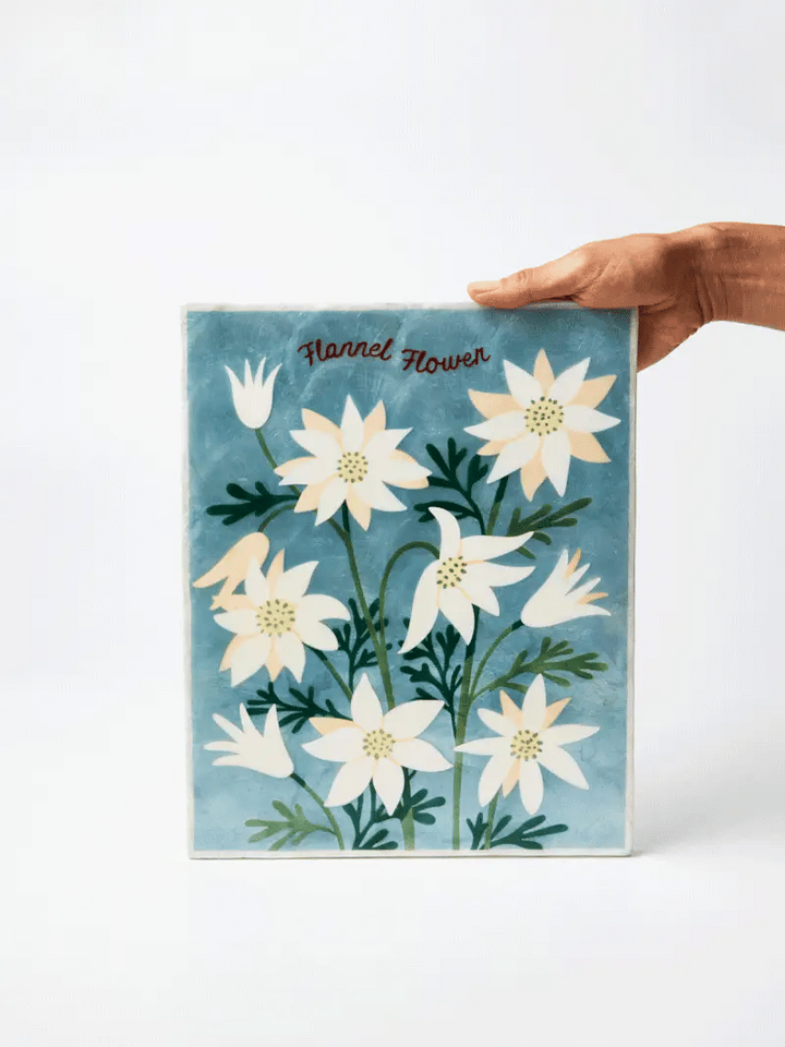 Jones and co I Flannel Flower