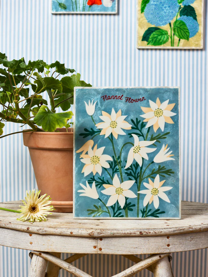 Jones and co I Flannel Flower